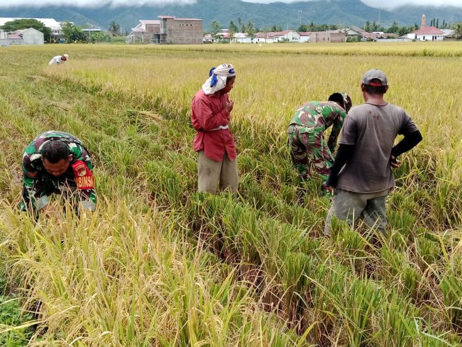 
					Sukseskan Swasembada Pangan, Babinsa Bantu Petani Panen Padi