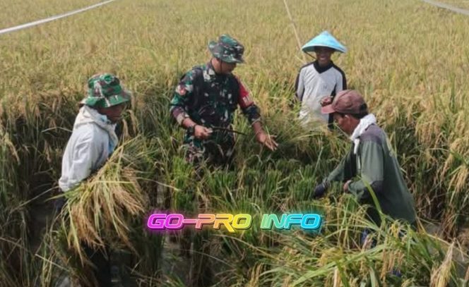 
					Pendampingan Ketahanan Pangan oleh Babinsa Buladu, Meningkatkan Produktivitas dengan Ubinan Padi