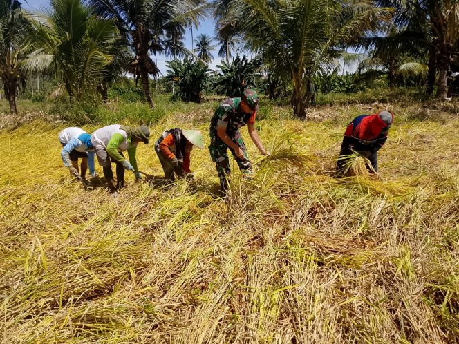 
					Serma Mody Berperan Aktif dalam Pendampingan Panen Padi di Gorut