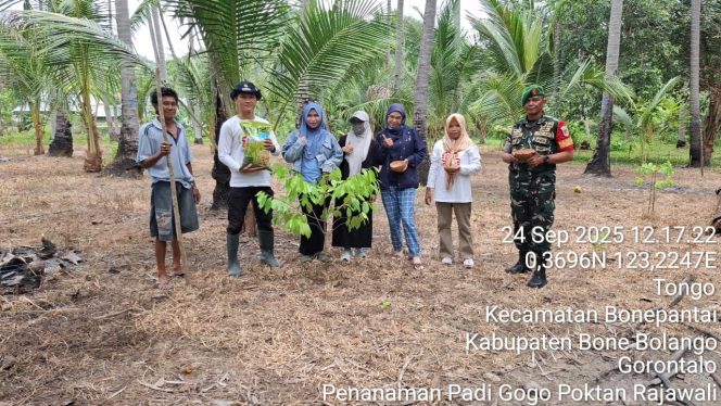 
					Tingkat Ketahanan Pangan, Babinsa Dampingi Petani Tanam Padi Gogo di Desa Binaan